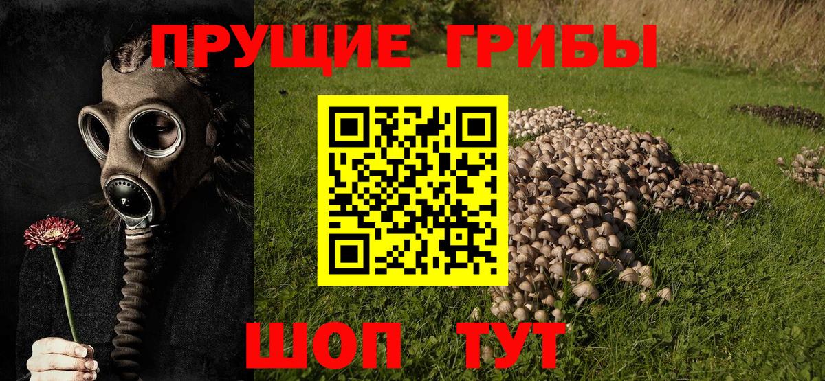Галлюциногенные грибы Cubensis  Вход с VPN  как найти   Истра 